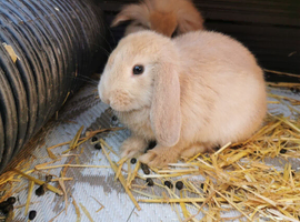 Female baby rabbit
