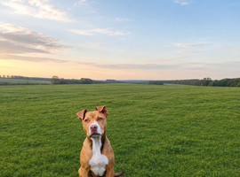 Deigo American bulldog cross