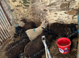 Shetland lambs