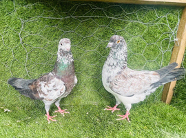 Pakistani Pigeons for Sale &ndash; 20 Pairs Available