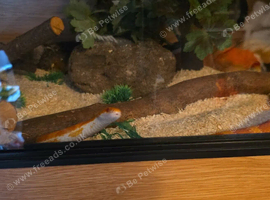 Amel het palmetto corn snake with full setup
