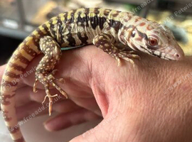 Tegu (Albino)