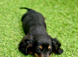 Miniature long haired dachshund