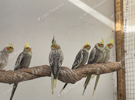 Cockatiel babies