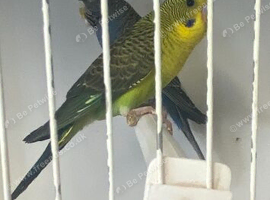 Blackwing budgies