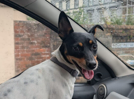Jack Russell bitch