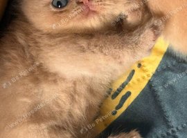 Exotic persian kittengorgeous little boy