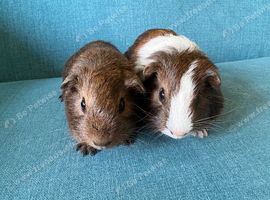Baby guinea pigs