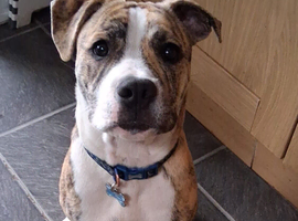 18 months old male puppy