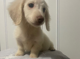 READY NOWWW. Longhaired mini cream boy