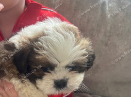 Shih Tzu puppies