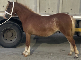 3 year old filly
