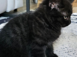 Last 2 British shorthair kittens