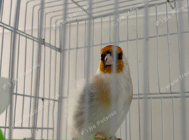 Siberian goldfinch