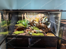 Juvenile theraphosa stirmi And full setup