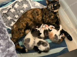 Male kitten for sale 9weeks old