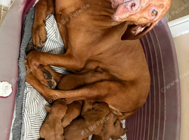 10 Gorgeous Hungarian Vizsla Puppies, KC REG