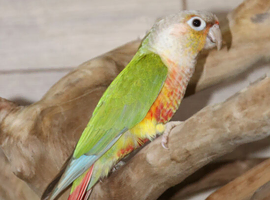 Pineapple Conure,8