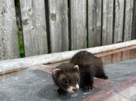 Black x eu ferrets.  5 Jill&rsquo;s for sale &pound;50 each