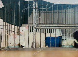Two female white kittens