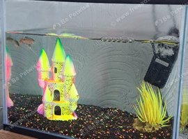 Fish tank and fish
