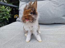 Lionhead babies