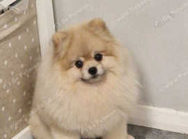 Stud Rocket pomeranian