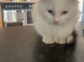 Cats and Kittens Looking for Loving Homes