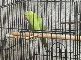 Zazu the Indian ringneck