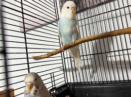budgies