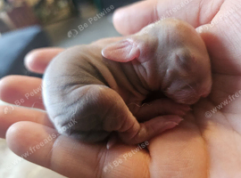 Lion head x french lop