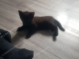 Black female kittens