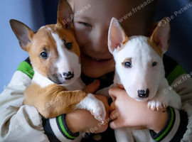 English bull terrier puppies