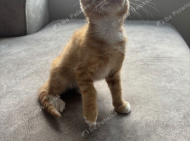 ginger female kitten