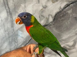 Ready Now Baby Handreared RainBow Lorikeet
