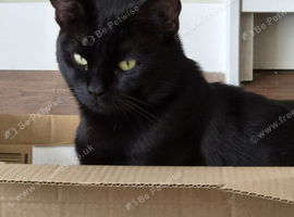 Beautiful Male 20 month old cat