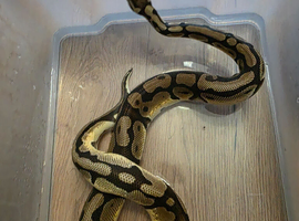 1.5 year old male pastel Orange dream het pied het lavender