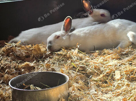 Himalayan marked polish dwarf Rabbits