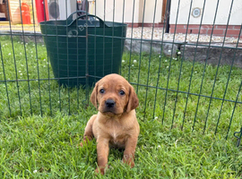 Fox Red Labradors &ndash; Like Sunsets You Can Take Home
