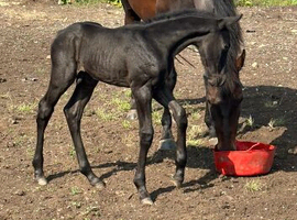 REDUCED Yearling jet black sports horse