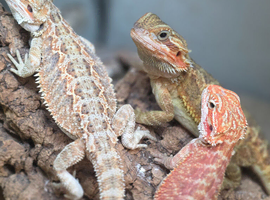 Baby bearded dragons