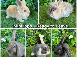 Mini lop babies