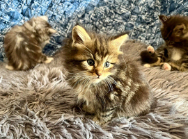 Maine Coon Kittens