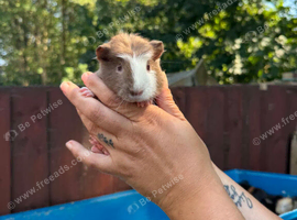 9 week old boy guinea pigs
