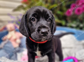 FANTASTIC SPRINGADOR PUPPIES