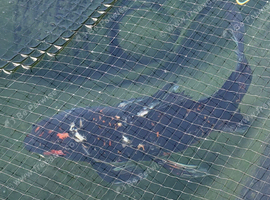 Butterfly koi