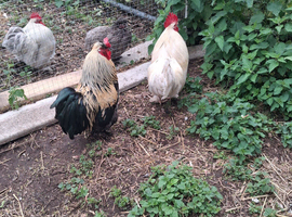 pure bred pekin Cockerels all healthy strong birds.