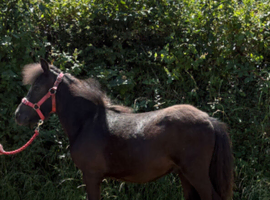 Standard Shetland Gelding Yearling