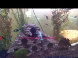 Pleco caves slate