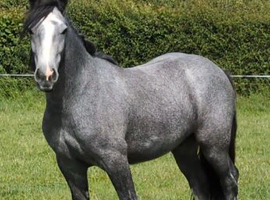 Stunning iron gray two year old cob for sale